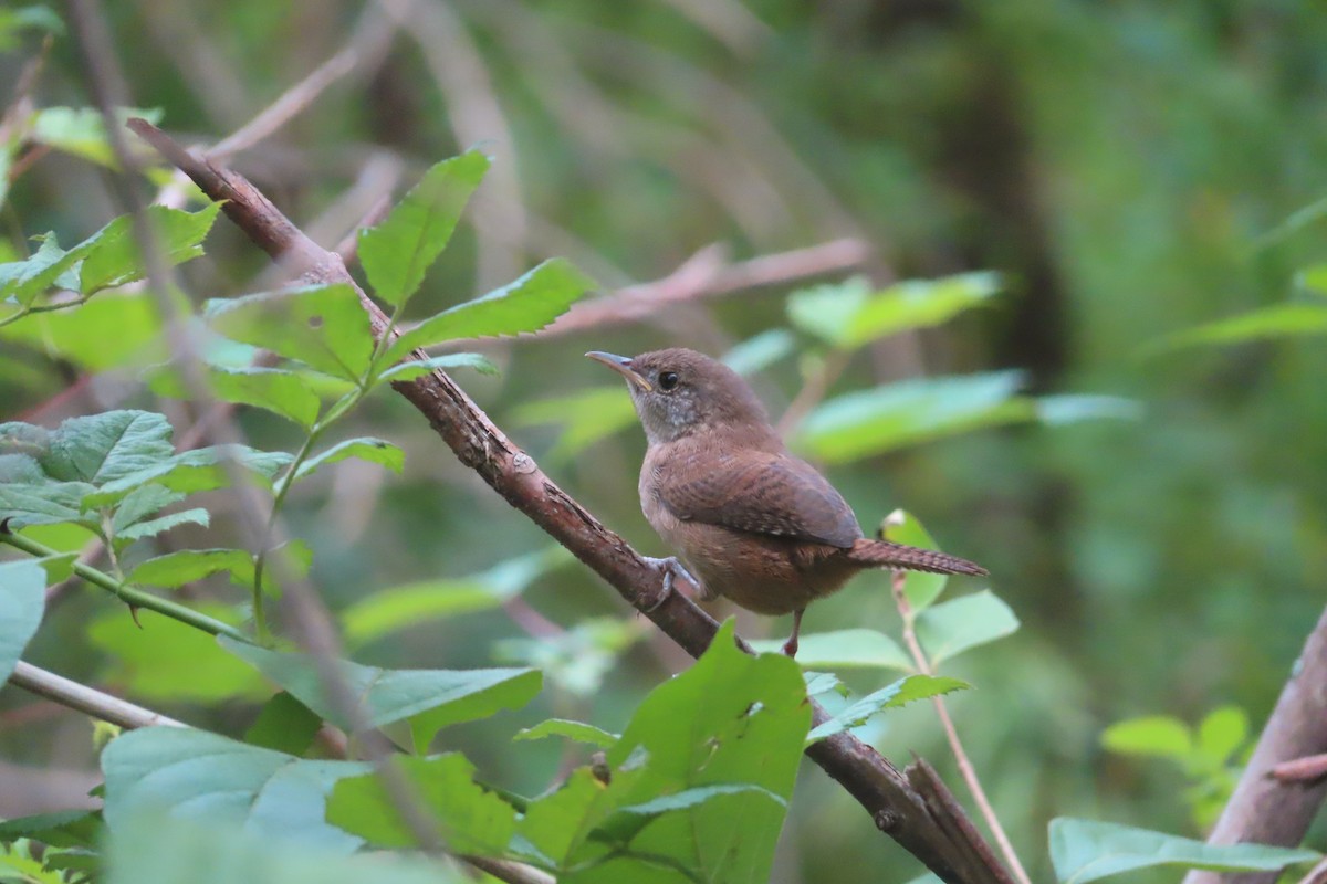 Northern House Wren (Northern) - ML601335171