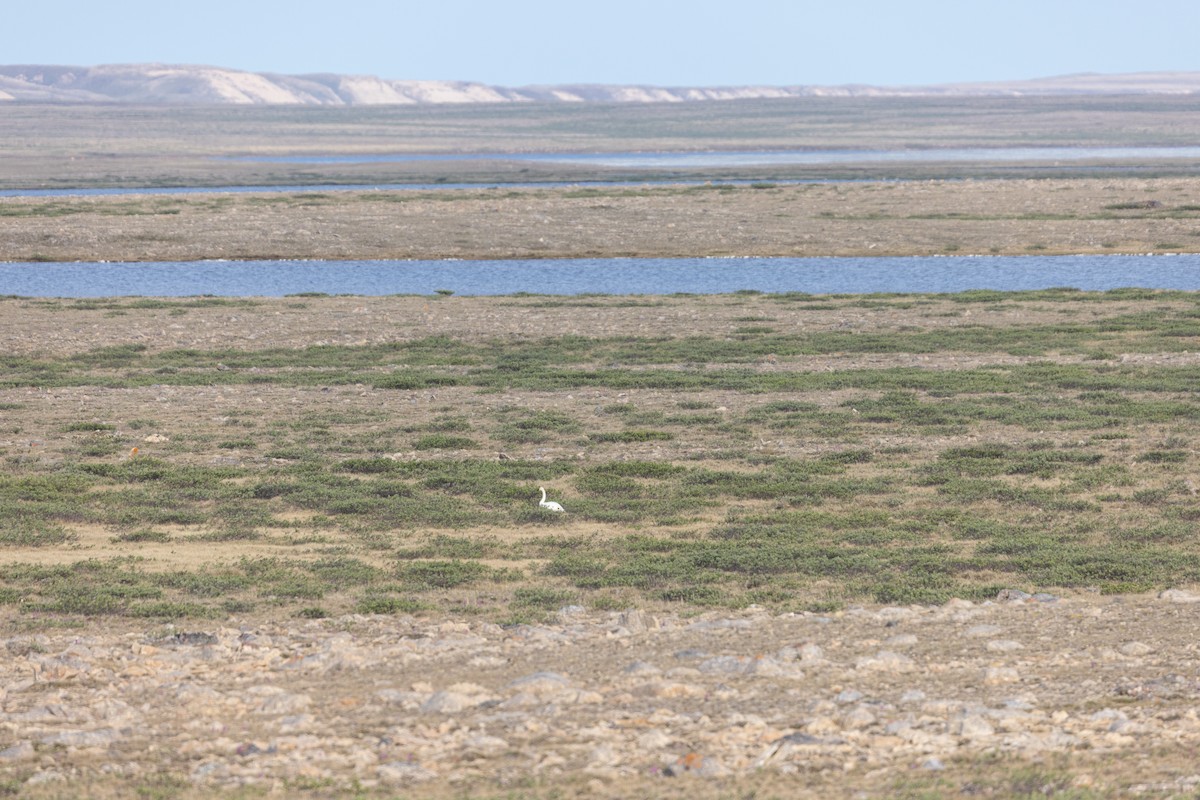 Tundra Swan - ML601335341