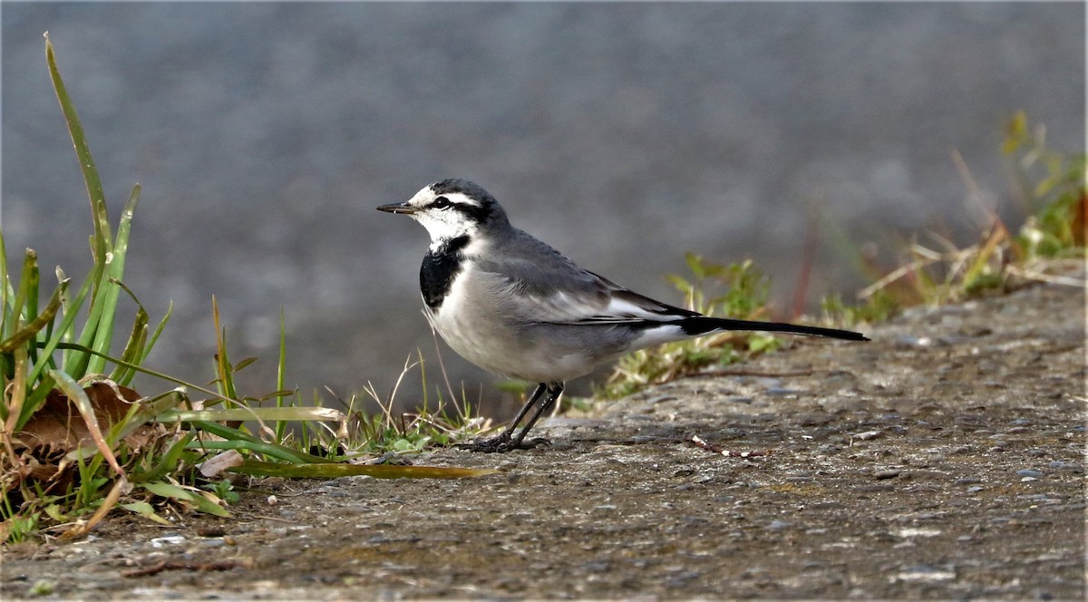 White Wagtail - ML601335691