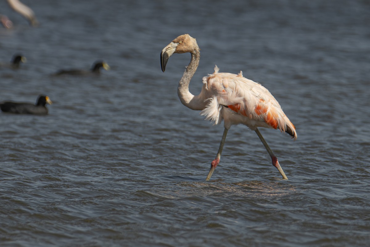 Chilean Flamingo - Andy Bowen