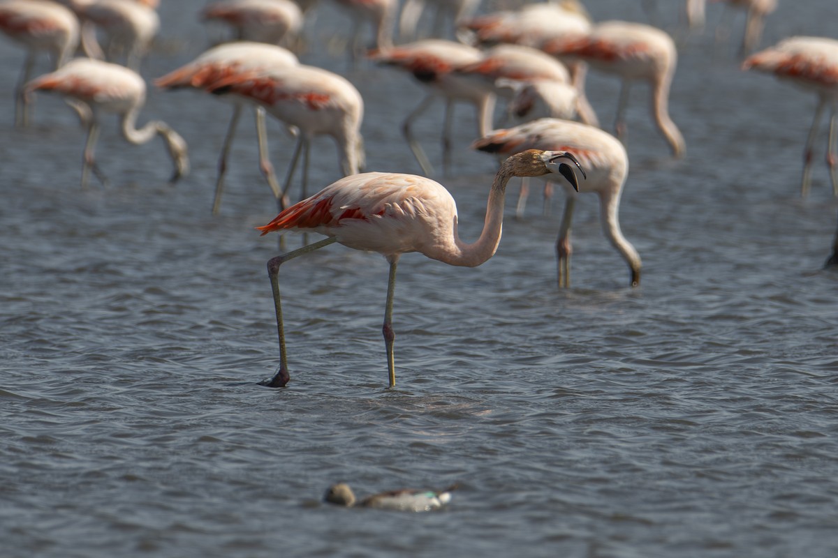 Chilean Flamingo - ML601336021