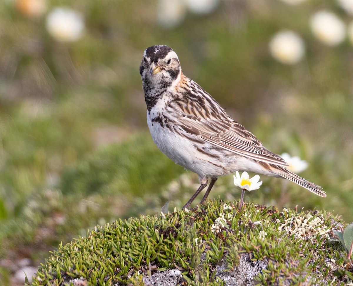 Lapland Longspur - ML601336041