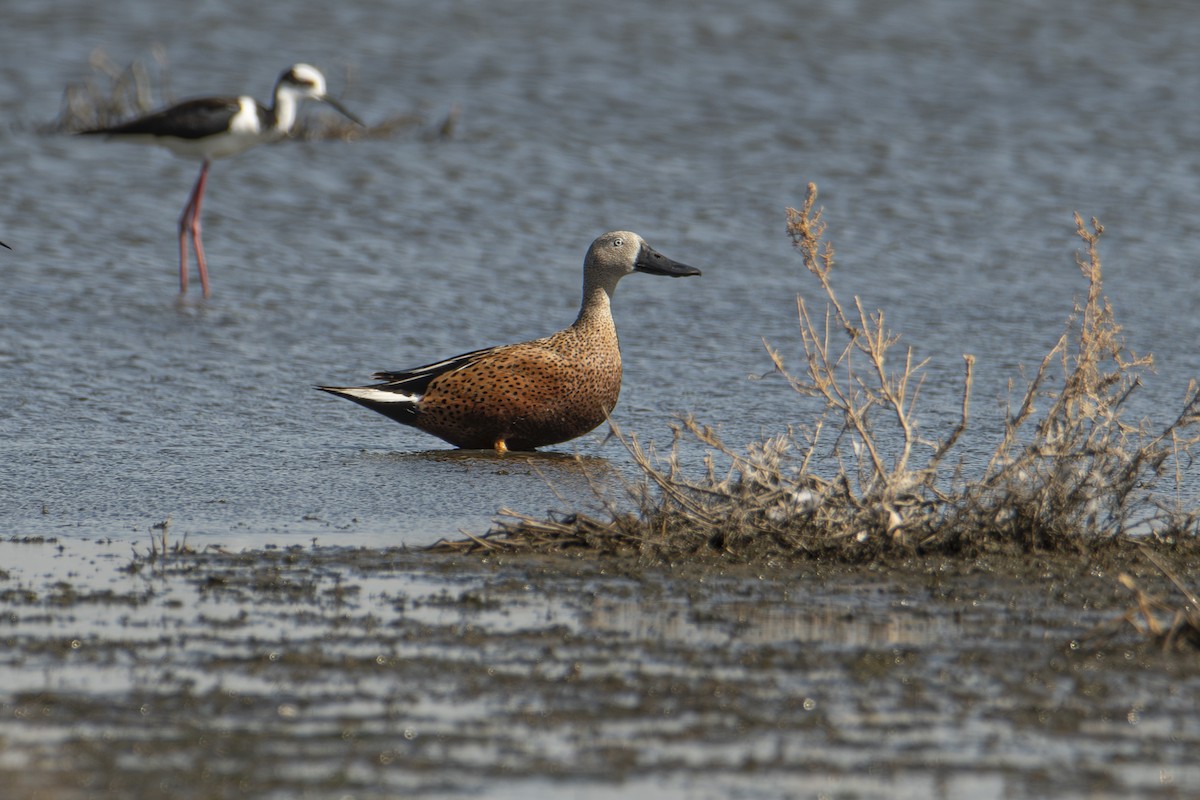 Red Shoveler - Andy Bowen