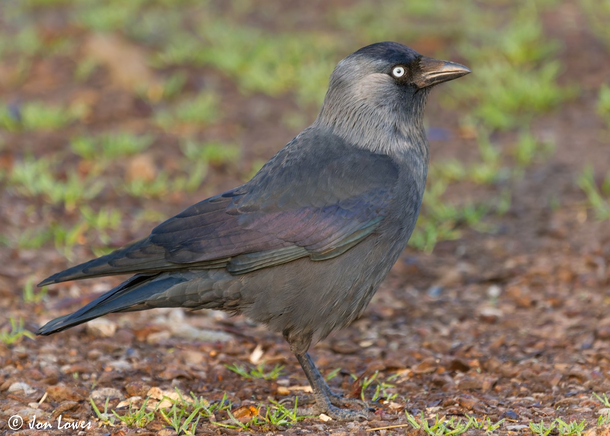 Eurasian Jackdaw - Jon Lowes