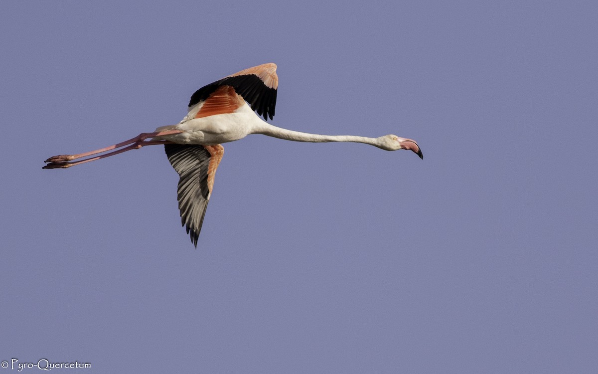 Greater Flamingo - ML601336571