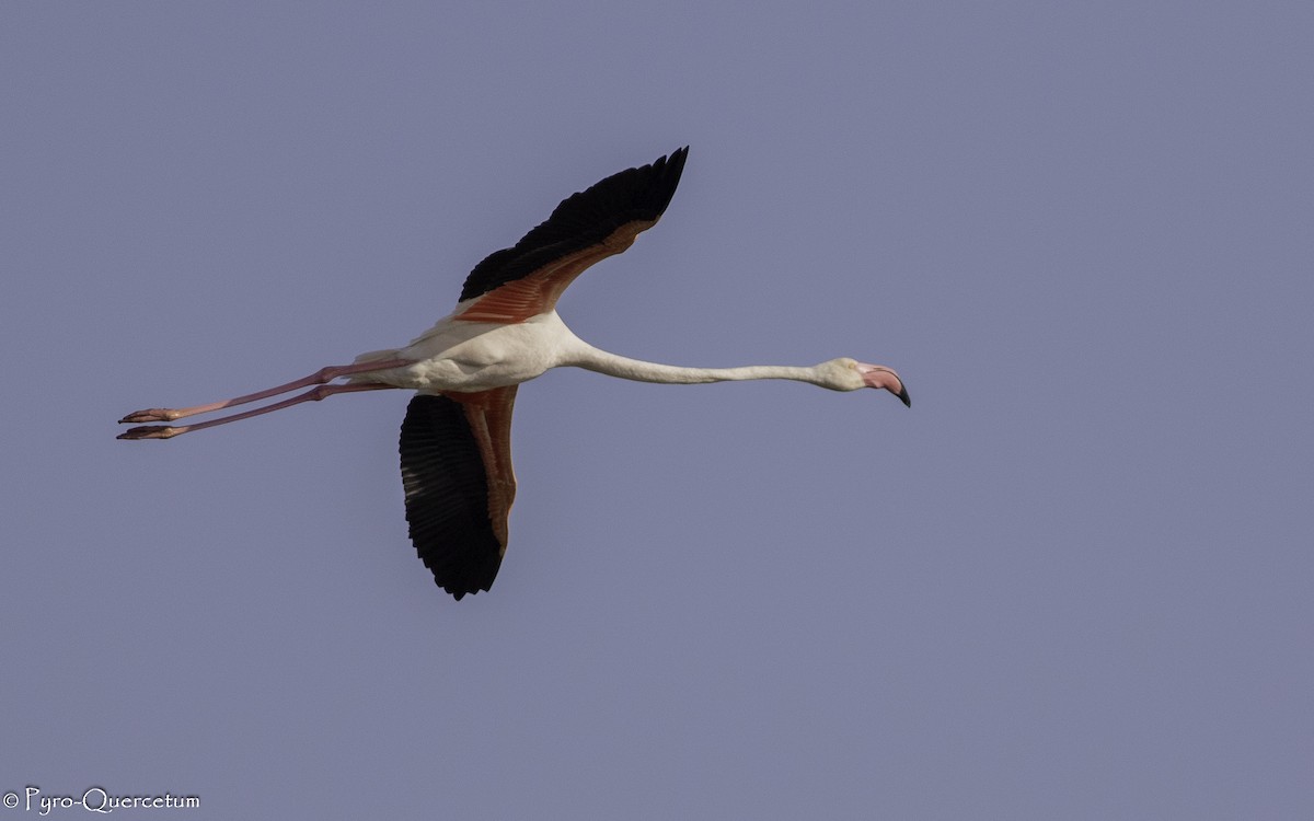 Greater Flamingo - ML601336581