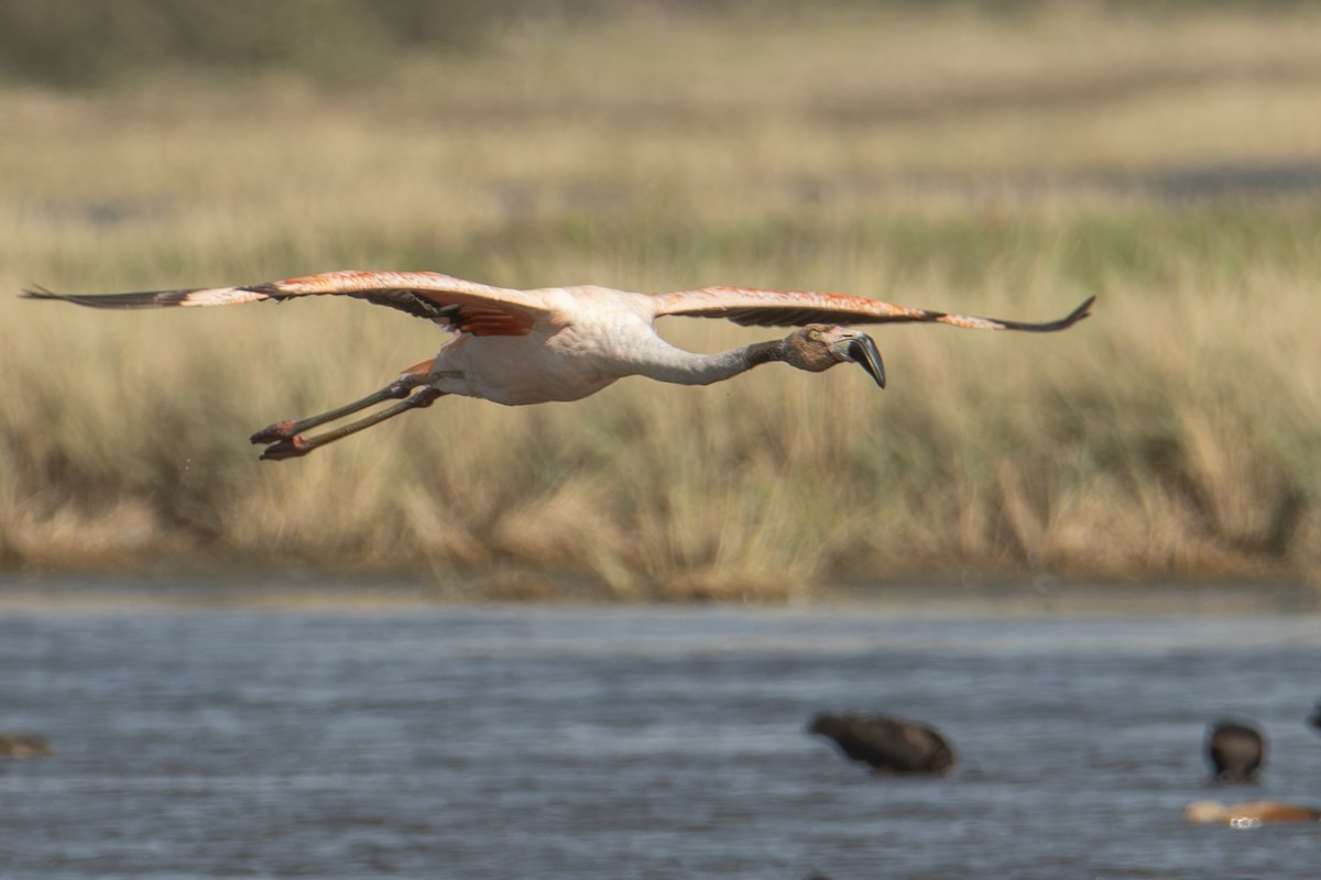 Chilean Flamingo - ML601336861