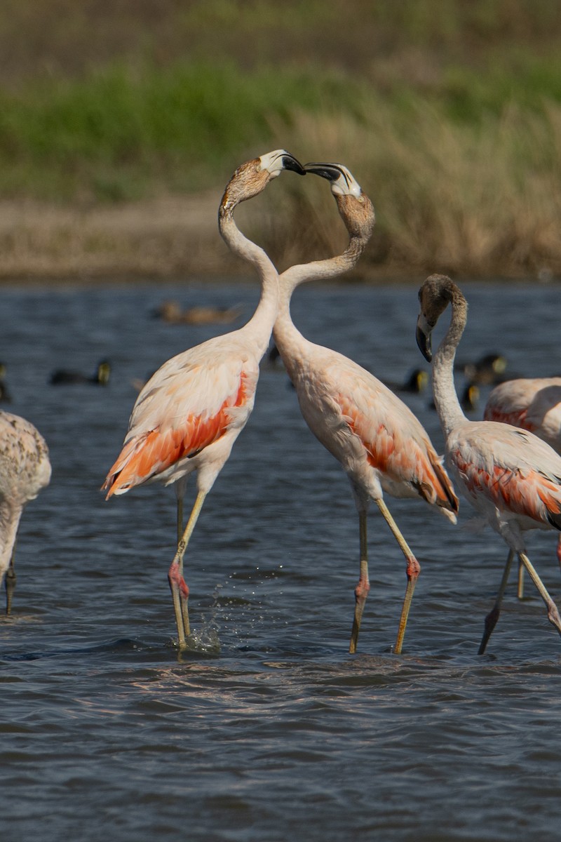 Chilean Flamingo - Andy Bowen