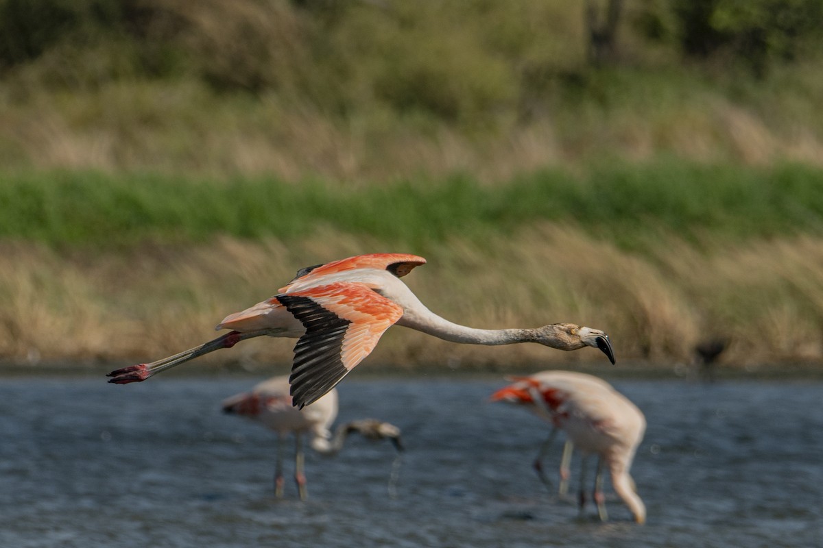 Chilean Flamingo - Andy Bowen