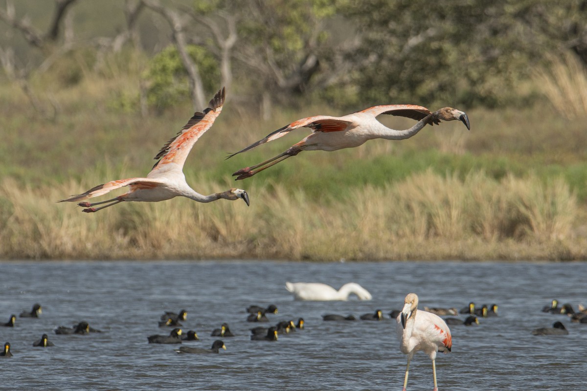 Chilean Flamingo - ML601336901