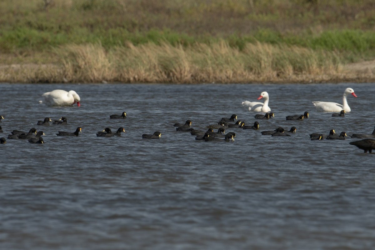 White-winged Coot - ML601337011