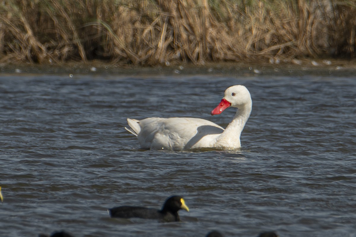 Coscoroba Swan - Andy Bowen