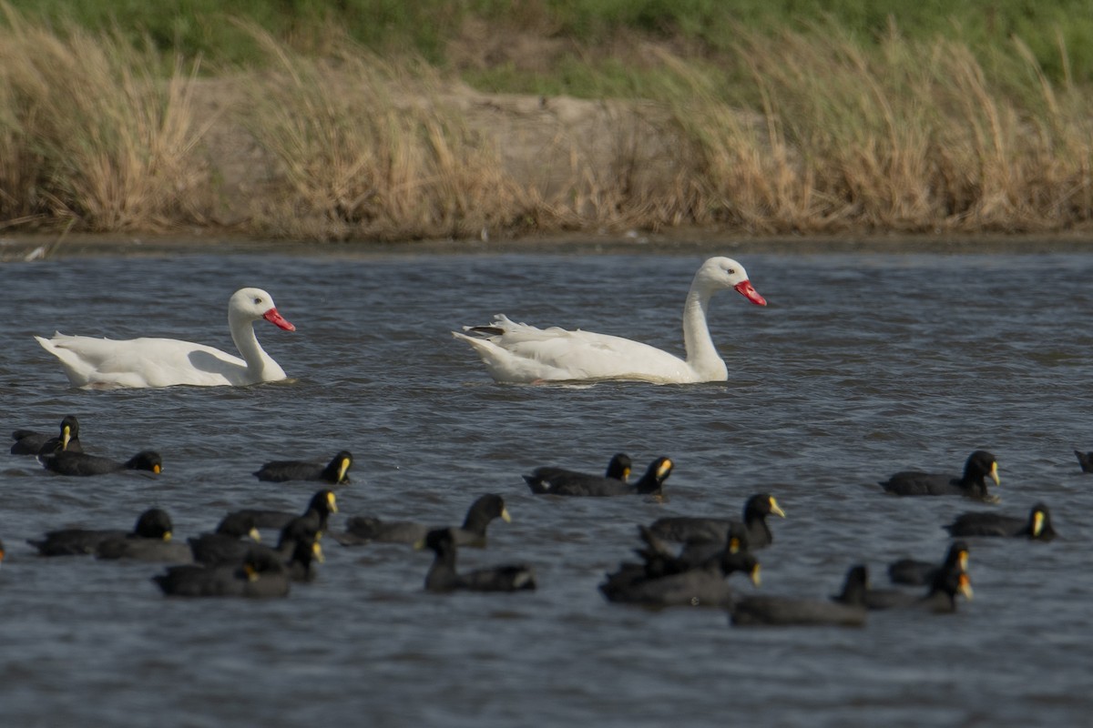 Cisne Coscoroba - ML601337091