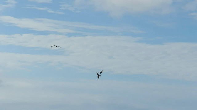 Magnificent Frigatebird - ML601337601