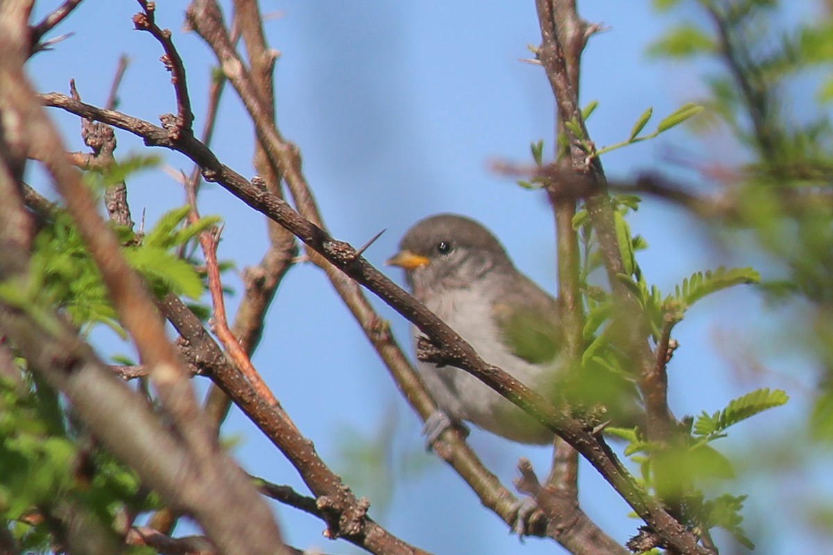 Verdin - Oscar Gerardo Castañeda