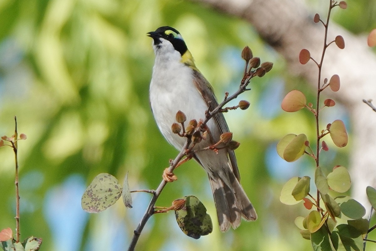 Black-chinned Honeyeater (Golden-backed) - ML601338651