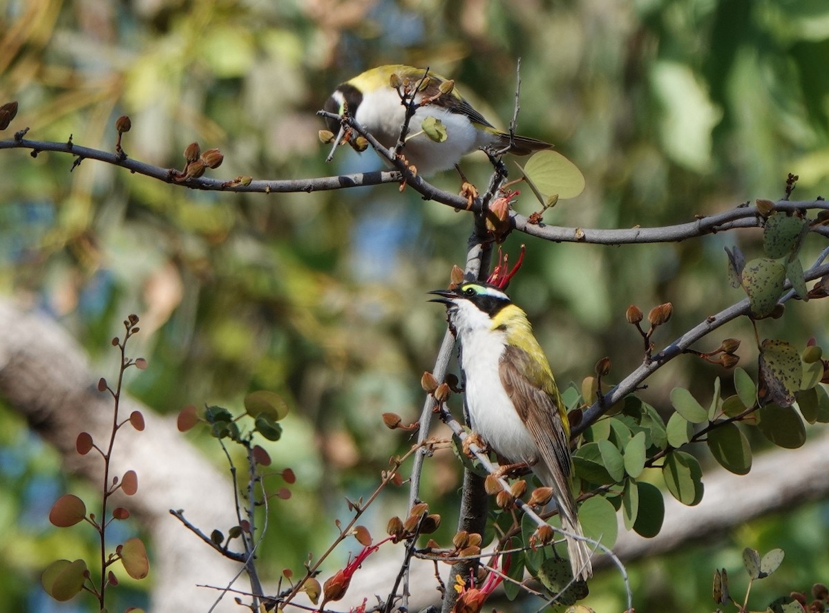 Black-chinned Honeyeater (Golden-backed) - ML601338711