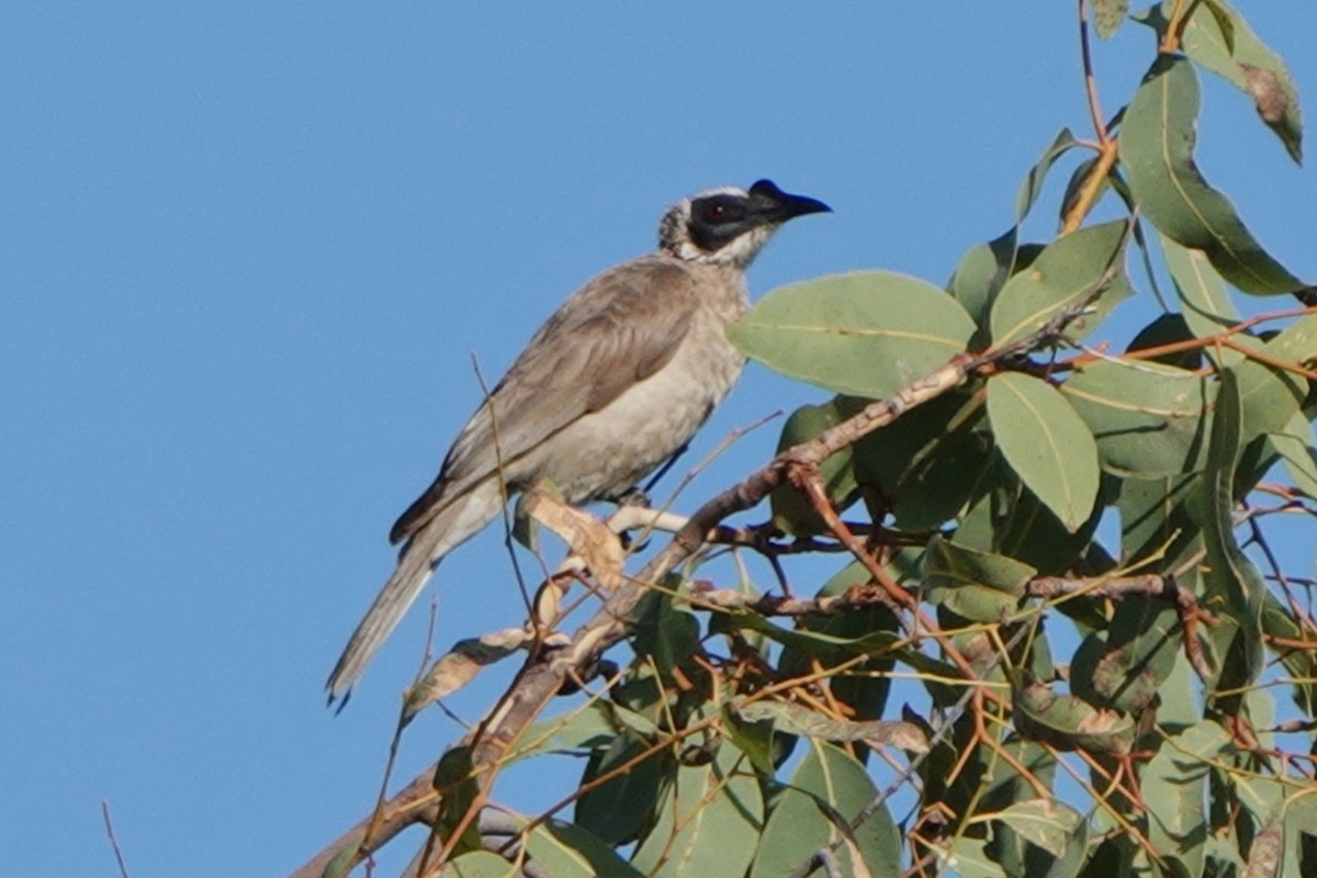 Silver-crowned Friarbird - ML601338741