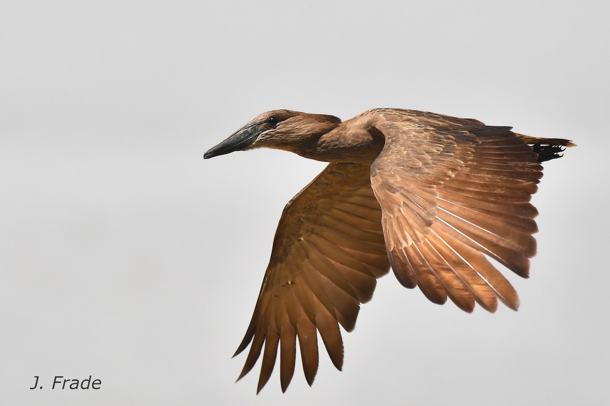 Hamerkop - ML601338841