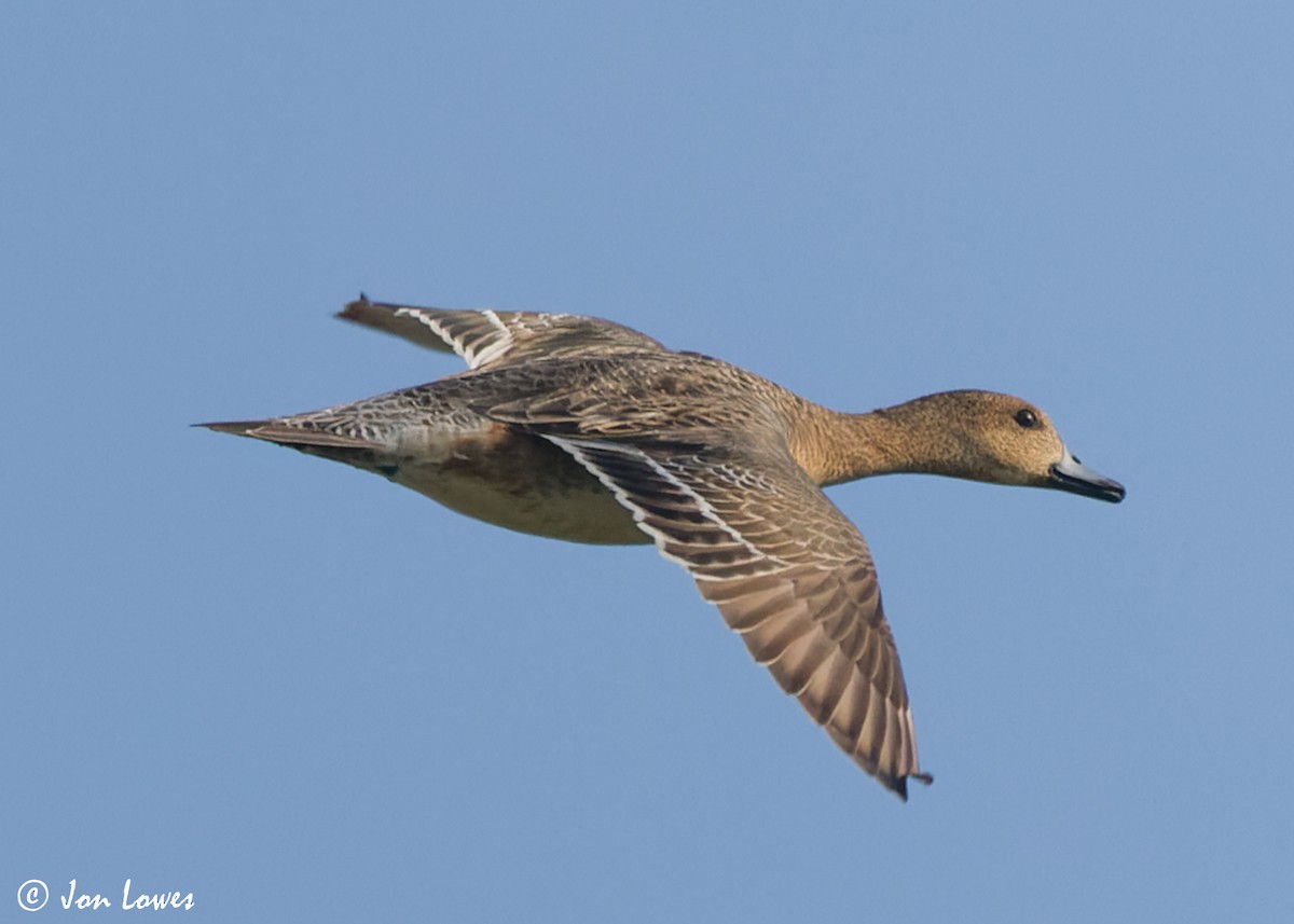 Eurasian Wigeon - ML601338971