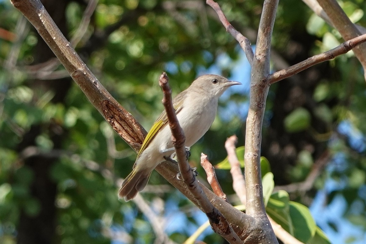 Rufous-throated Honeyeater - ML601338981