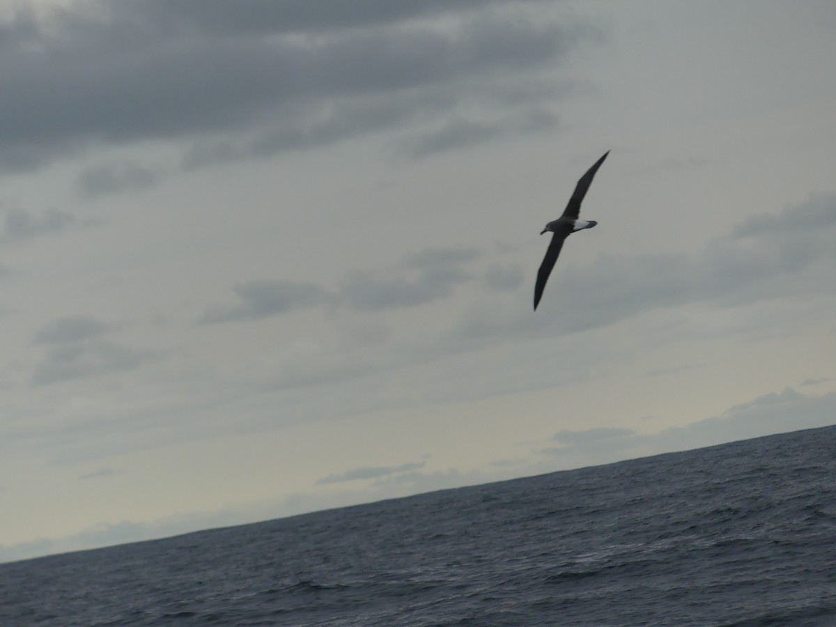 Albatros à nez jaune ou A. de Carter - ML601339051