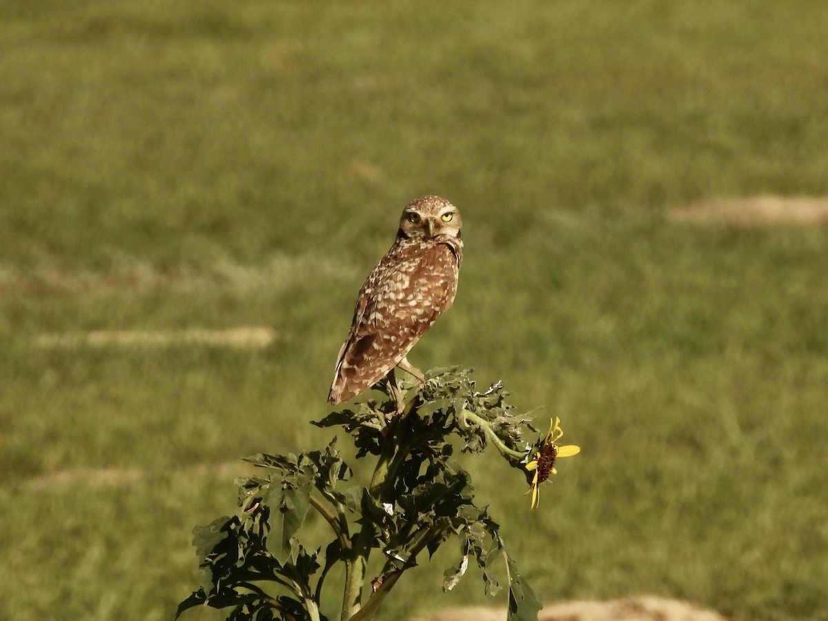 Burrowing Owl - ML601340021