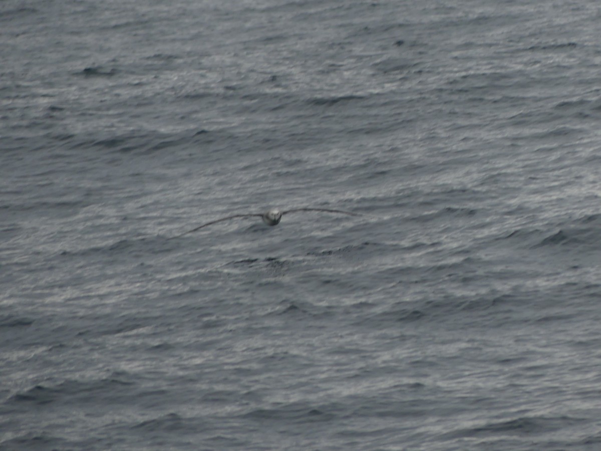 Albatros à nez jaune ou A. de Carter - ML601340181