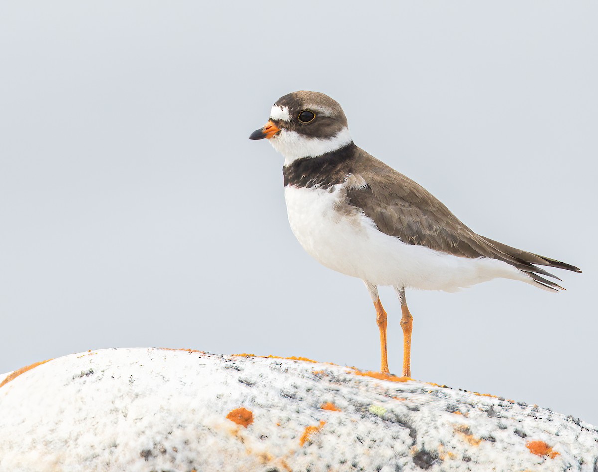 Semipalmated Plover - Caroline Lambert