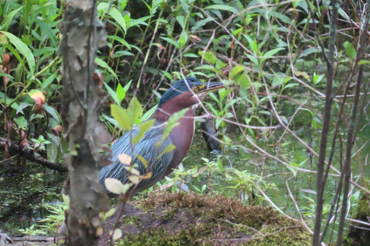 Koartzatxo berdea - ML601340841