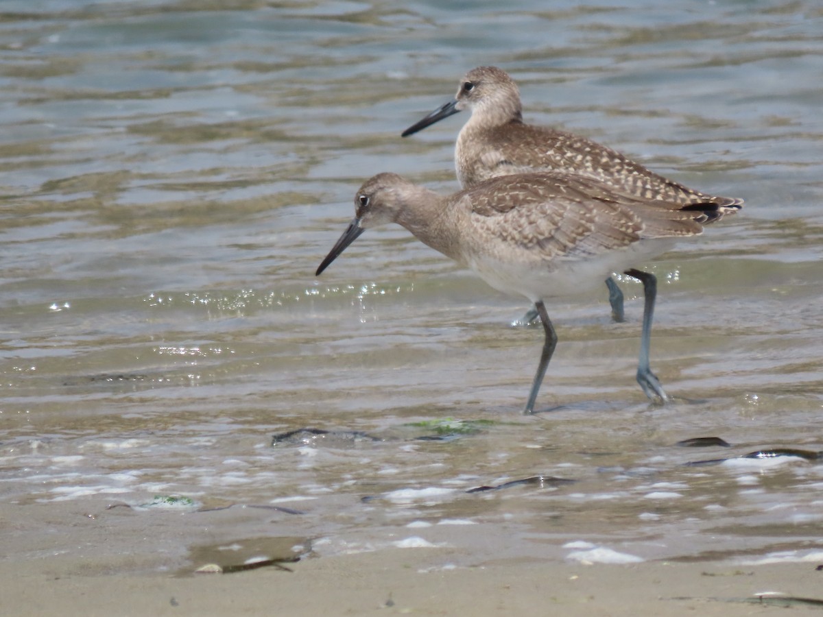 Willet - ML601342191