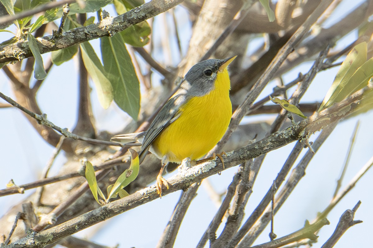 Tropical Parula - ML601342641