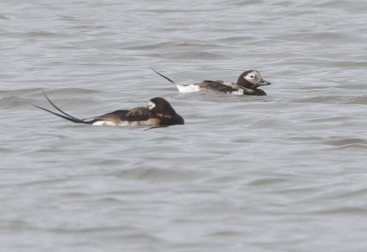 Long-tailed Duck - ML601342951
