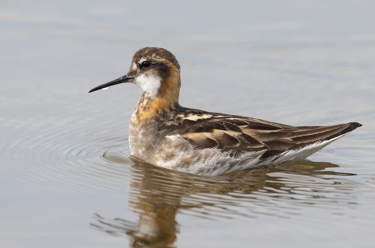 Red-necked Phalarope - Caroline Lambert