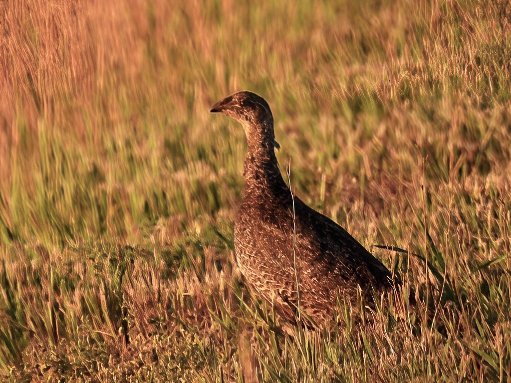 Dusky Grouse - ML601343401