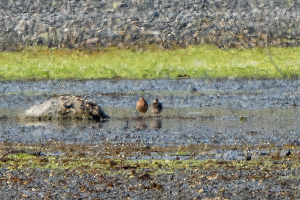 Long-billed Dowitcher - ML601343411