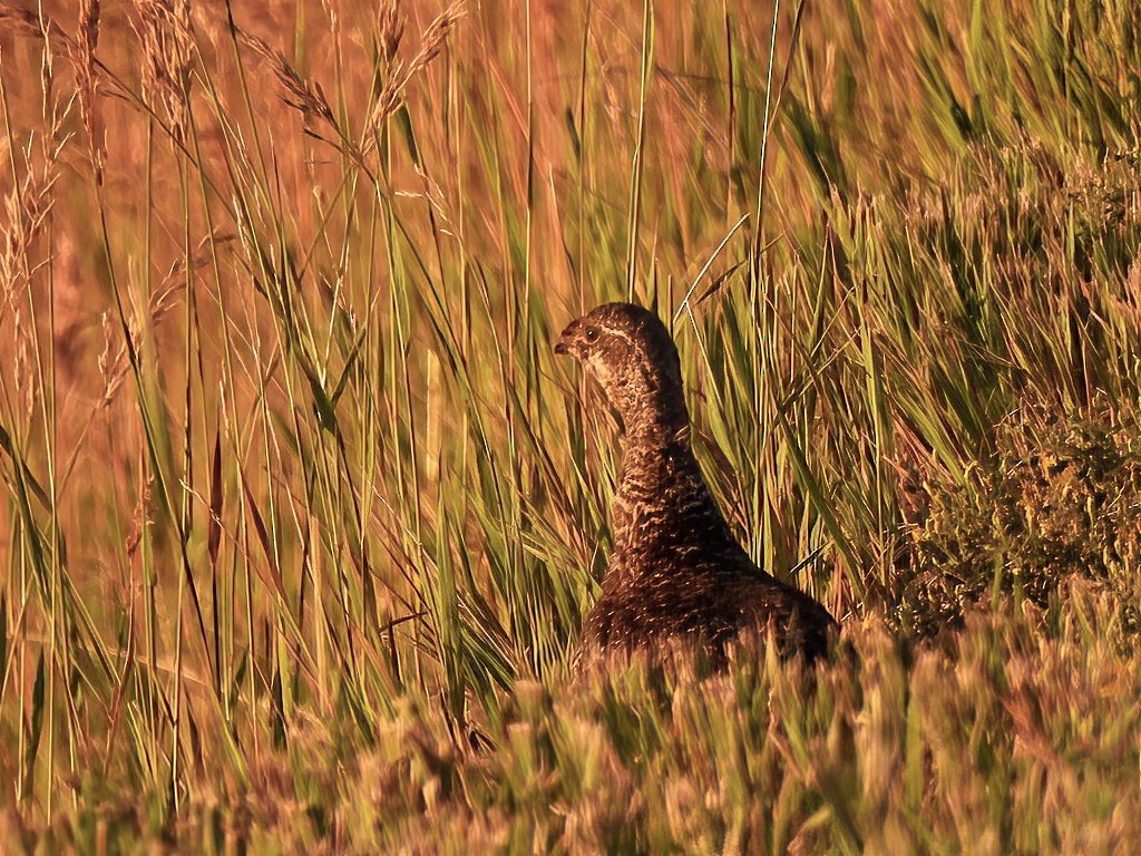 Dusky Grouse - ML601343421