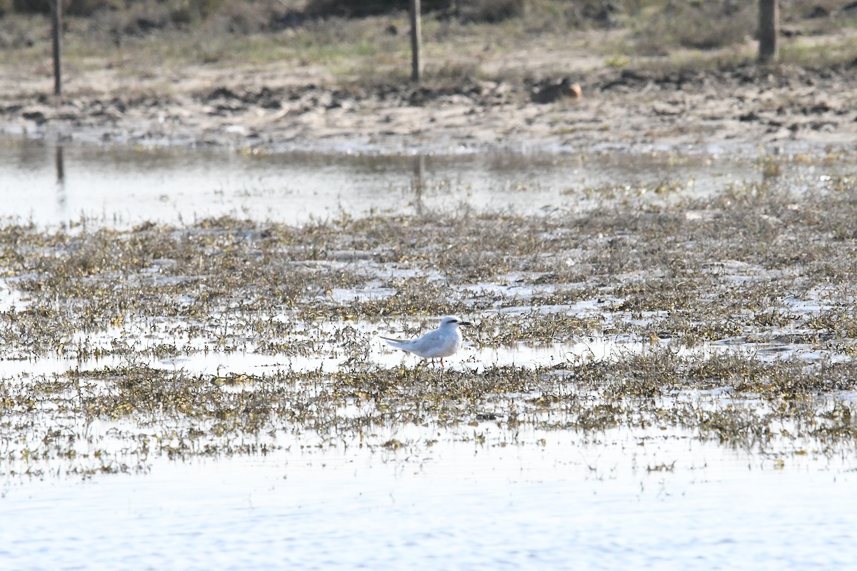 Snowy-crowned Tern - ML601343661