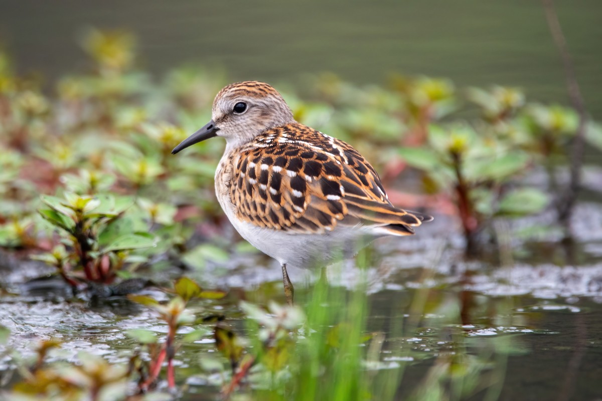 Least Sandpiper - ML601344121