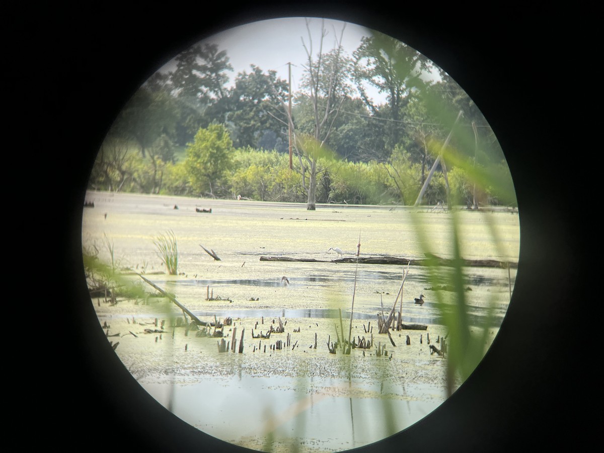 Little Blue Heron - ML601344131