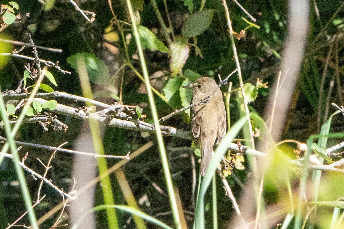 Willow Flycatcher - ML601344561