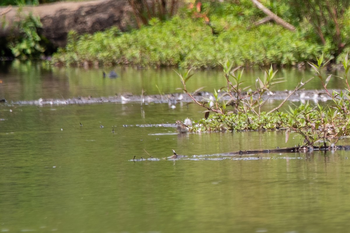 Pectoral Sandpiper - ML601345251