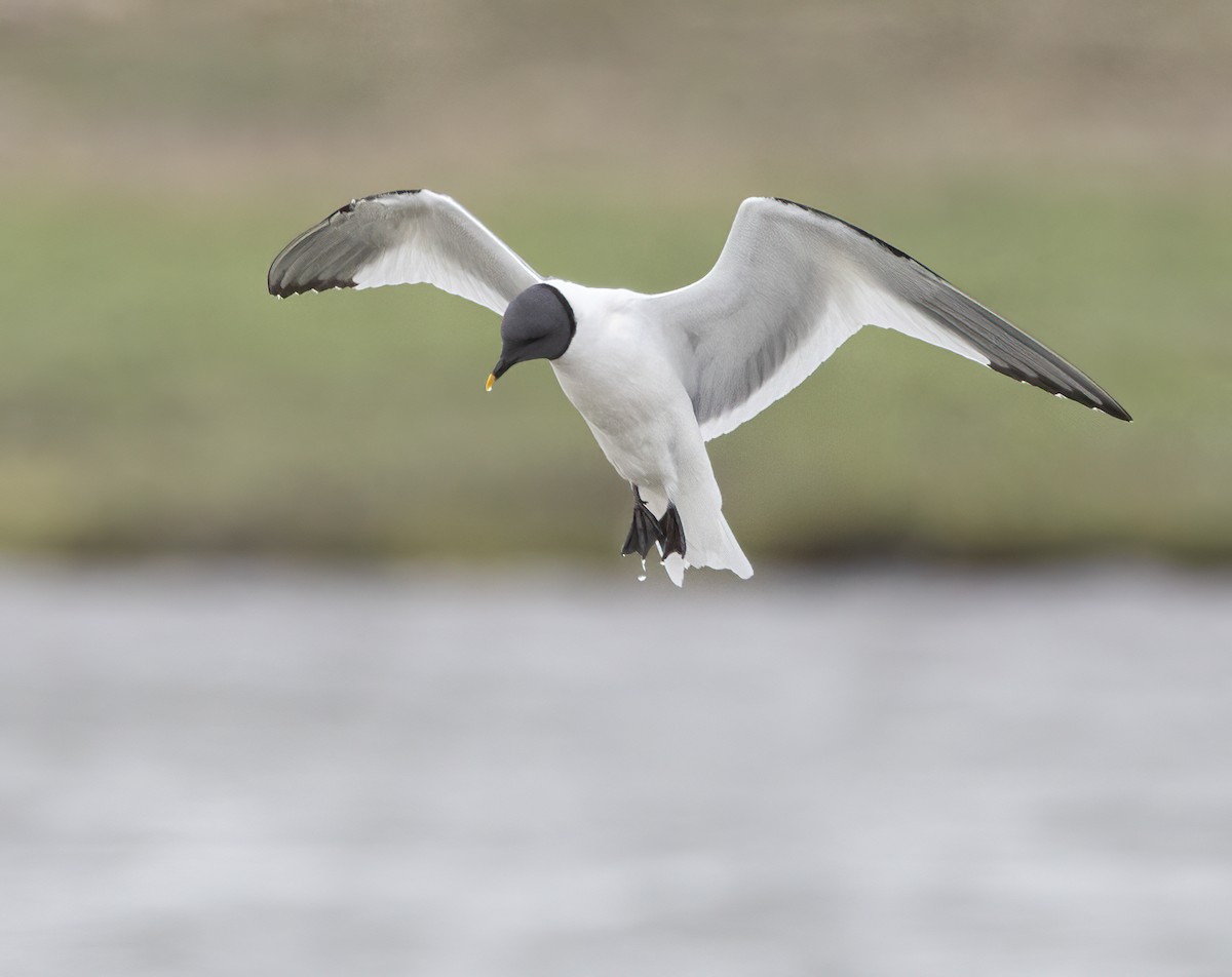 Sabine's Gull - ML601345591