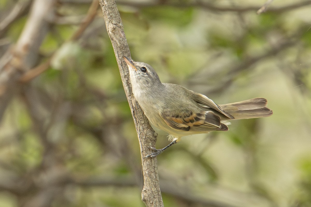 Southern Beardless-Tyrannulet - ML601346081