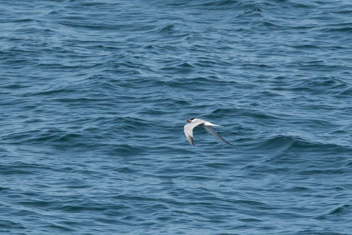 Common Tern - ML601346211