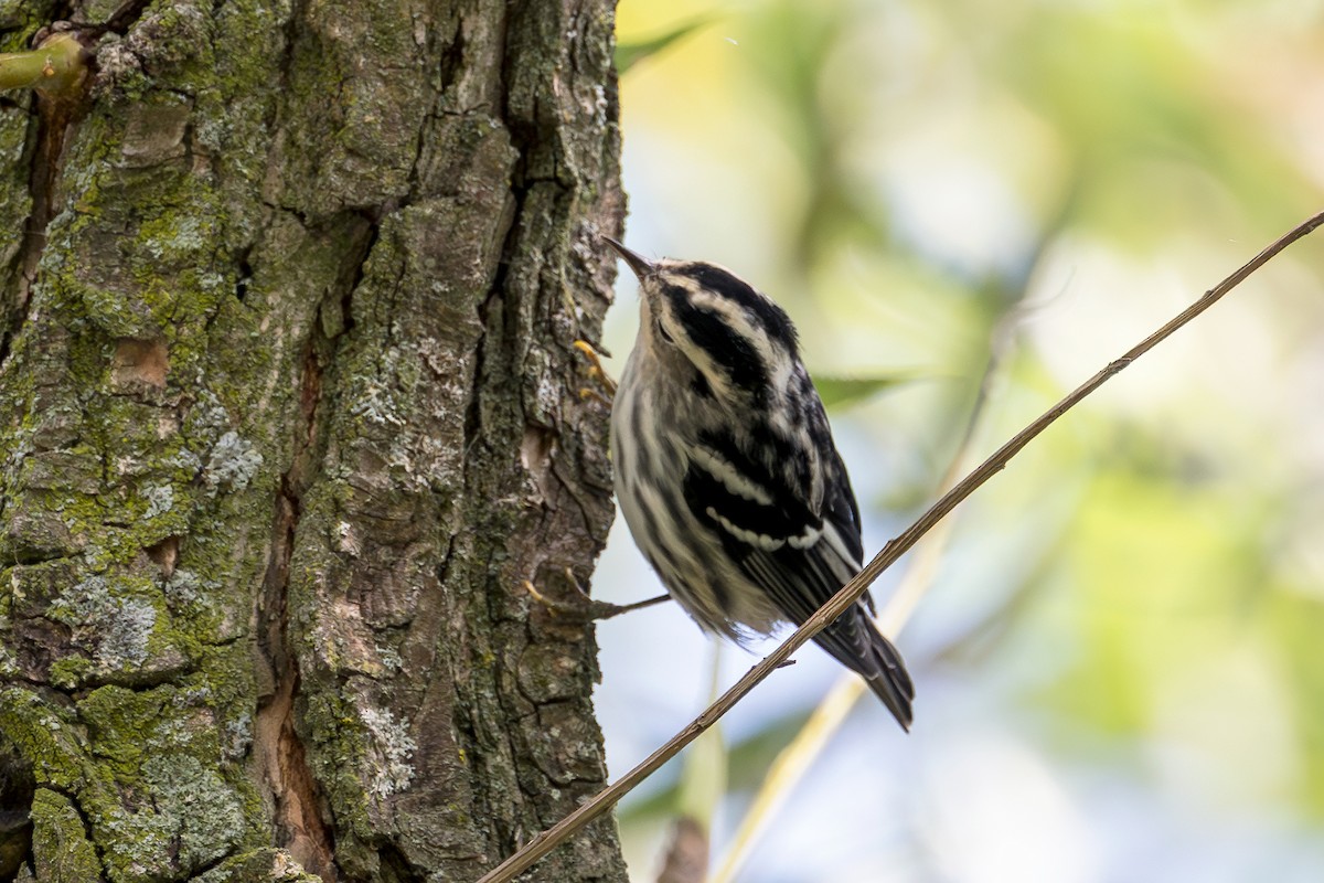 Black-and-white Warbler - ML601346251