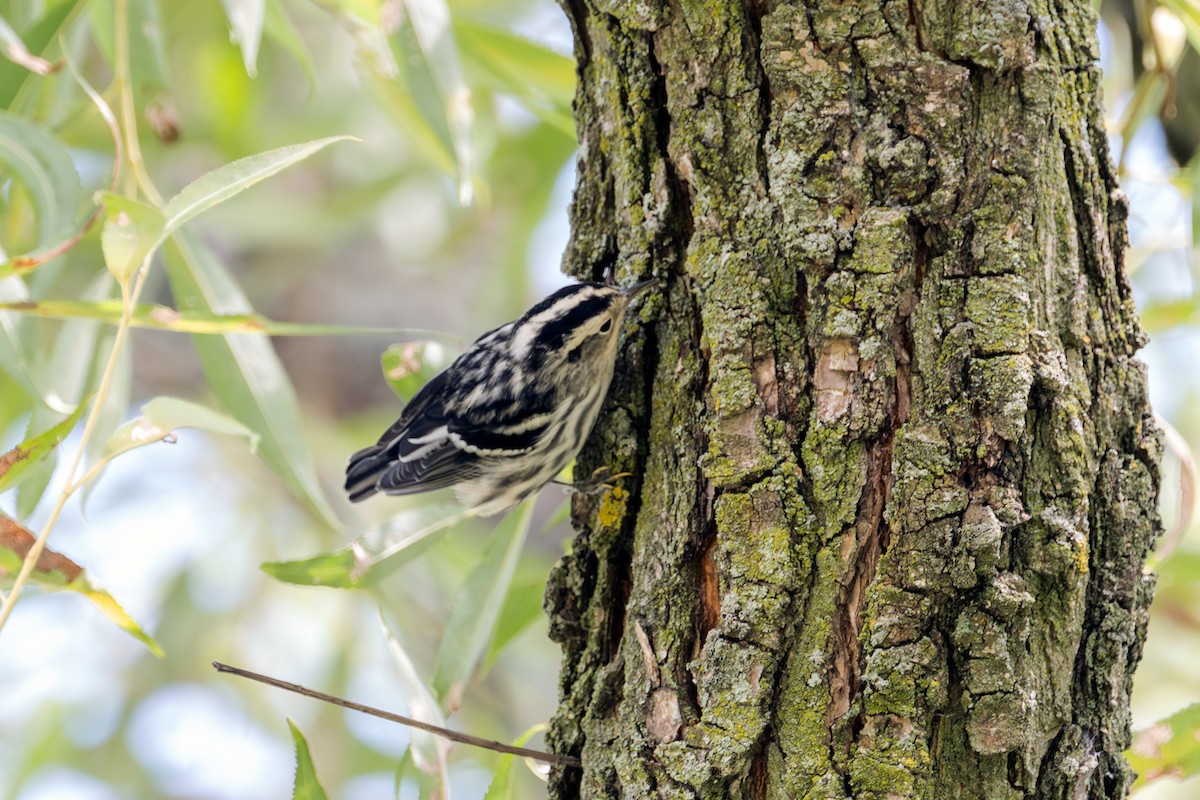 Black-and-white Warbler - ML601346271