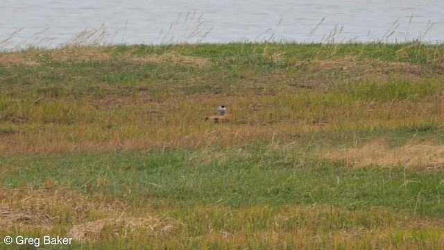 Aleutian Tern - ML601346621