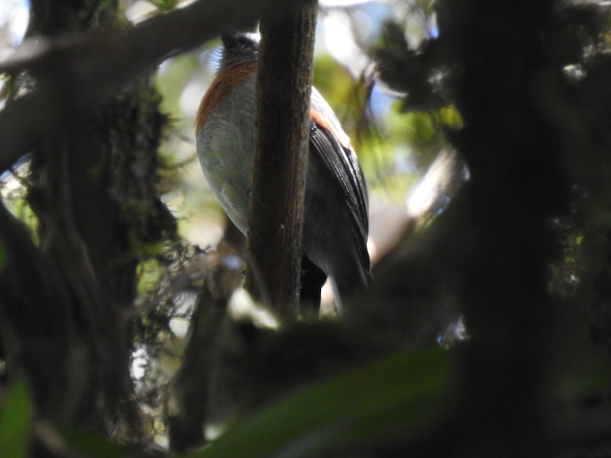 Rufous-breasted Chat-Tyrant - ML601346881