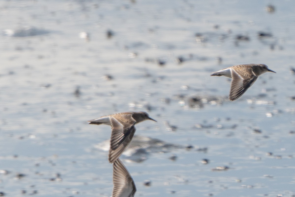 Western Sandpiper - ML601348121